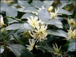 De trs joli fleurs comme de petites couronnes de princesse, c'est la fleur ?