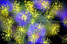 Ceci est un gros plan sur la dlicate ombrelle de la fleur ?