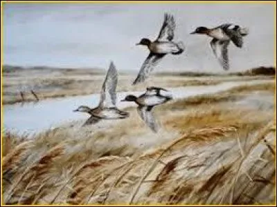 Non, personne ne viendra vous réclamer créance, même si à la chasse il y a des aspects comptables. Mais que signifie faire créance pour un chien ?