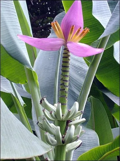 La fleur magnifique qui produit ?