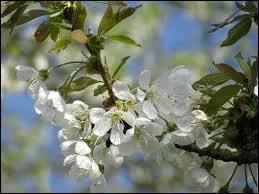 Elles sont si belles ces fleurs, qu'on en fait des parcs entiers. Ce sont les fleurs ?