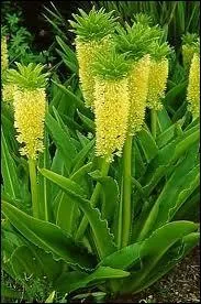 Toute en hauteur voici les grappes de la fleur ?