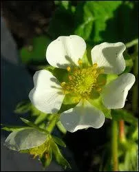 Cette fleur est la dlicate fleur de ?