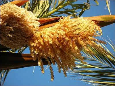 Toute en lourd bouquet, ceci est la fleur ?