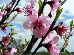 La joliesse rose de ces fleurs n'est pas sans rappeler la dlicatesse du fruit, qui est ?