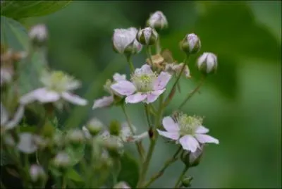De petites fleurs blanches pour un fruit dlicieux, qui est ?