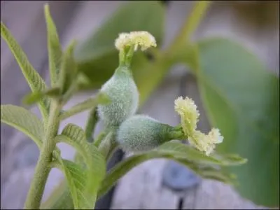 Une toute petite fleur pour un joli fruit de nos rgions qui pourrait contenir le monde, c'est ?