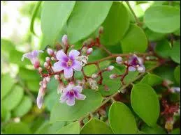 Voici la jolie fleur mauve du fruit toil qu'est ?