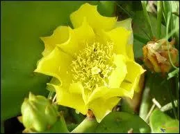 Le jaune superbe de la magnifique fleur ?