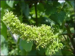 Ne dirait-on pas du lilas, voici la fleur de ?