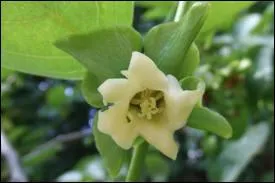 Une jolie clochette toile pour un fruit color, lequel ?