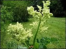 Sur une grande tige, les fleurs en grappe de ?