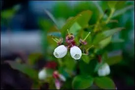La toute petite fleur d'un petit fruit sombre et dlicieux, c'est ?