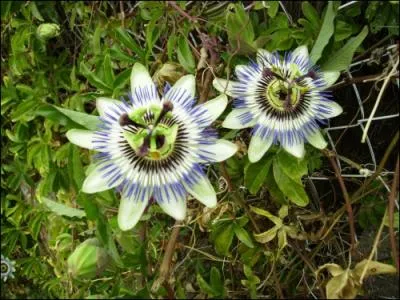Voici les fleurs superbes d'un fruit trange, pic et dlicieux qui est ?