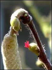 Ceci est la photographie des deux fleurs, la fleur mle (en premier plan) et la fleur femelle (la fleur rouge en second plan) de quel fruit ?