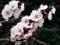 Des fleurs trs fournies pour un fruit oblong et dlicieux, lequel ?