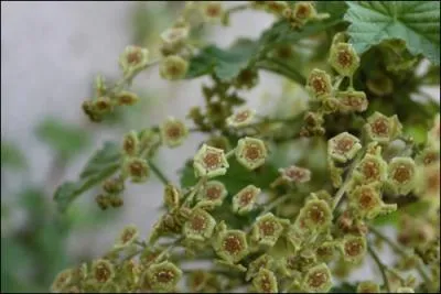 Ces belles fleurs ples sont celles du ?