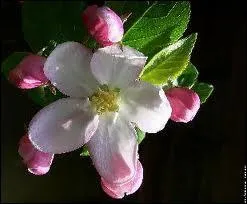 Les belles fleurs caractristiques de paysages printaniers, celles ?