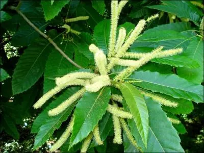 Voici les gerbes de fleurs de ?