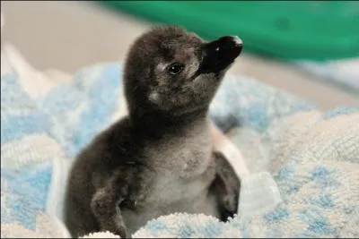 A l'ge adulte, cet oiseau ne pourra pas voler !