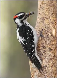 On l'entend frapper les troncs dans la journe !