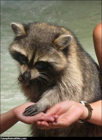 Il a l'habitude de nettoyer sa nourriture !