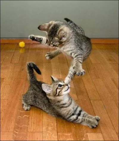 Lorsque l'on claire les yeux d'un chat la nuit, ils brillent !