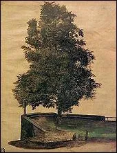 Un tilleul sur la saillie d'un bastion