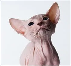 Il est plus que chauve, celui-ci, il est  nu . Quelle est cette race de chat ?