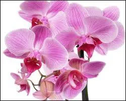 Quelle est cette fleur ?