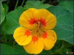 Quelle est cette fleur ?