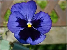 Quelle est cette fleur ?