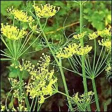 Quelle est cette fleur ?