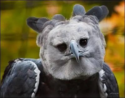 C'est ainsi que l'on appelle une mgre non apprivoise !