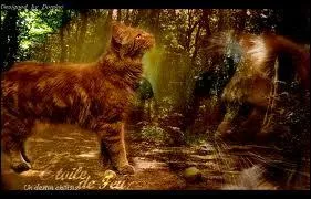 Quels chats dcouvrent Etoile de Feu et le nourissent ?