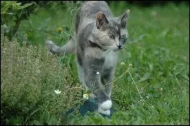 Pourquoi Pelage de Pluie veut-il que Ptale quitte sa maison ?