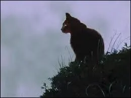 Quel Chat perd la vie lors de l'attaque contre les rats ?