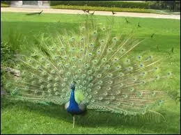 Comment s'appelle la femelle du paon ?