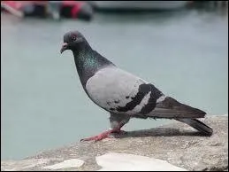 Quel est le nom de la femelle de cet animal ?