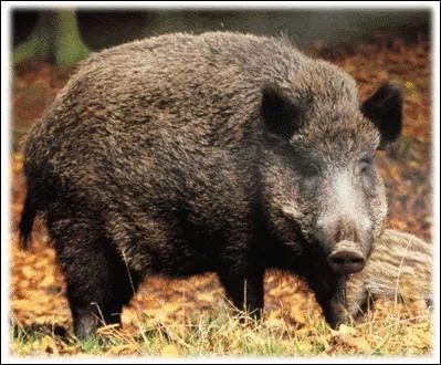Quel est le nom de la femelle de cet animal, qui n'est autre que le sanglier ?