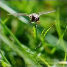 Comment s'appelle cet insecte ?