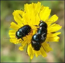 Quels sont ces insectes que l'on trouve trs peu en France ?