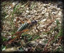 Quel est cet insecte qui mrite bien sa place pour son chant merveilleux ?