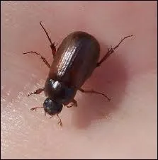 Quelle est la bonne orthographe de ce nom d'insecte ?