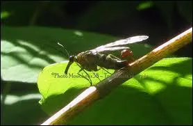 Comment s'appelle cet insecte ?