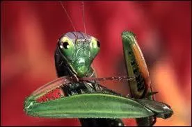 Comment s'appelle cet insecte ?