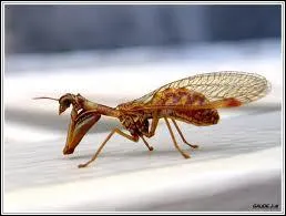 Comment s'appelle cet insecte ?