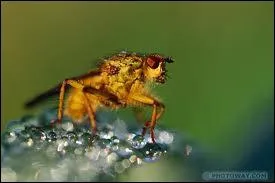 Comment s'appelle cet insecte ?