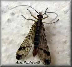 Comment s'appelle ce papillon ?