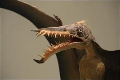 Qu'est-ce que les chercheurs ont rcemment dcouvert chez le ptrodactylus et qui est absent sur cette reconstitution ?